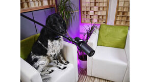 Hund vor Shure SM7B Mikrofon im Podcaststudio bei zentiMEDIA in München